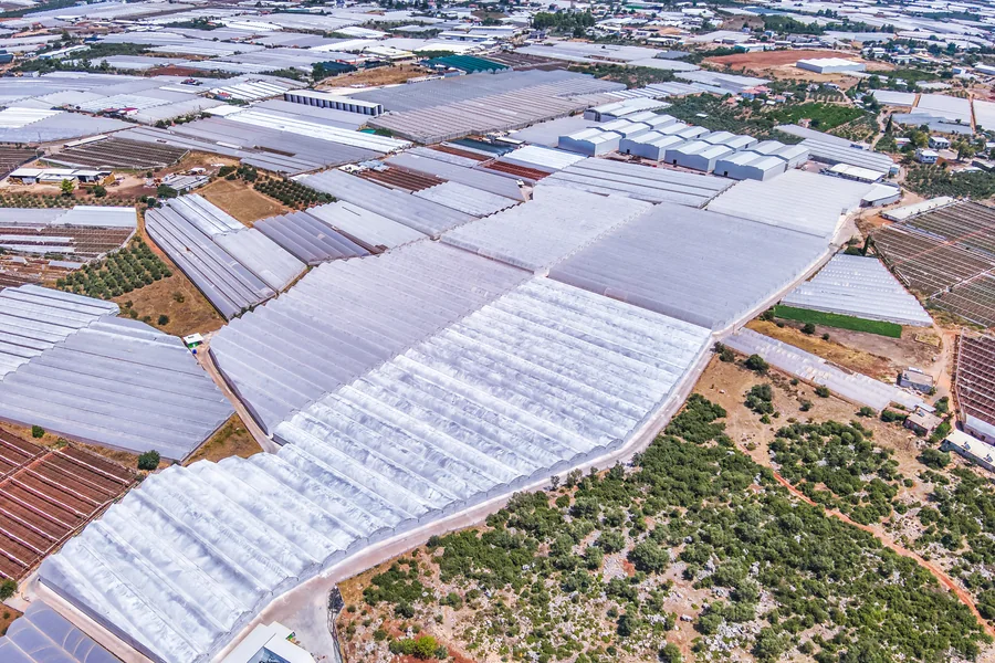 Sera blokları ve çevresindeki zeytinlikler — havadan görünüm